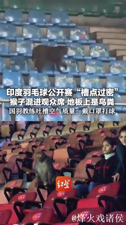 印度羽毛球公开赛：观众席惊现猴子闯入
